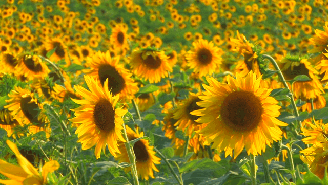 swaying sunflowers