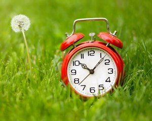 alarm clock in field of grass with dandelion